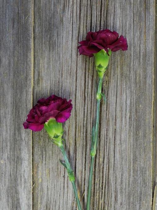 CAROLE PURPLE CARNATIONS